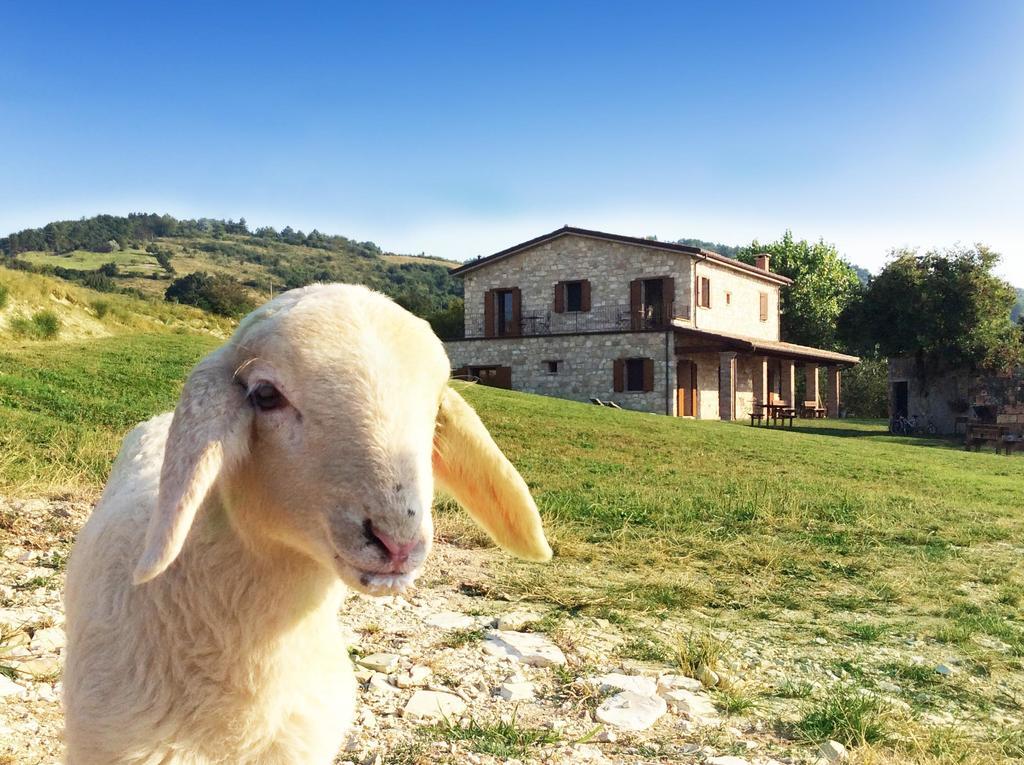 Вилла Fattoria Bio L'A Ceccoli Sasso Feltrio Экстерьер фото