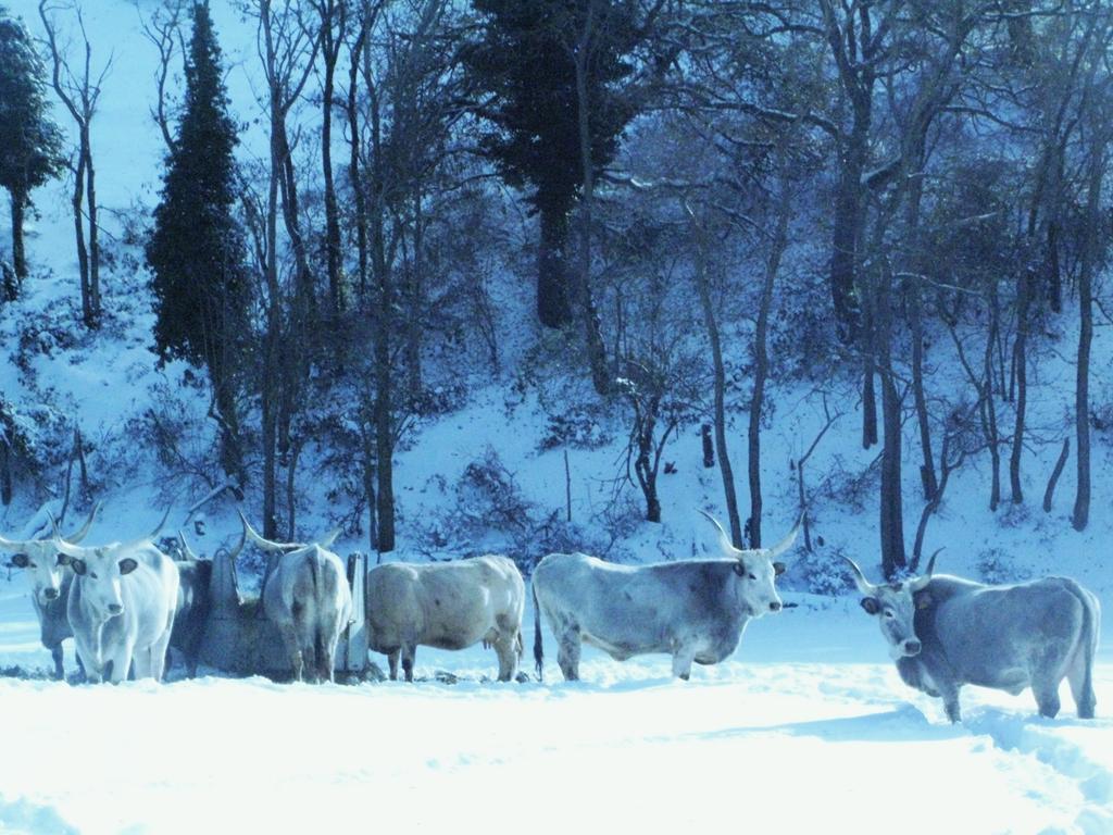 Вилла Fattoria Bio L'A Ceccoli Sasso Feltrio Экстерьер фото